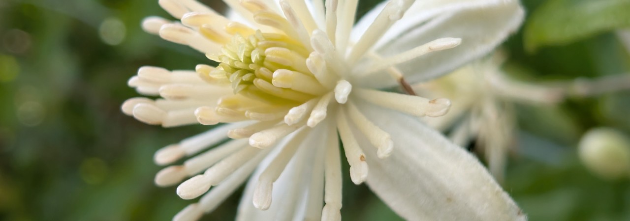 Blüte der Gemeinen Waldrebe.