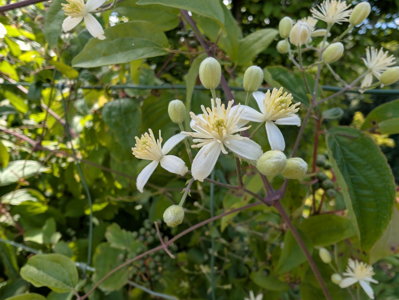 Blüten der Gemeinen Waldrebe.