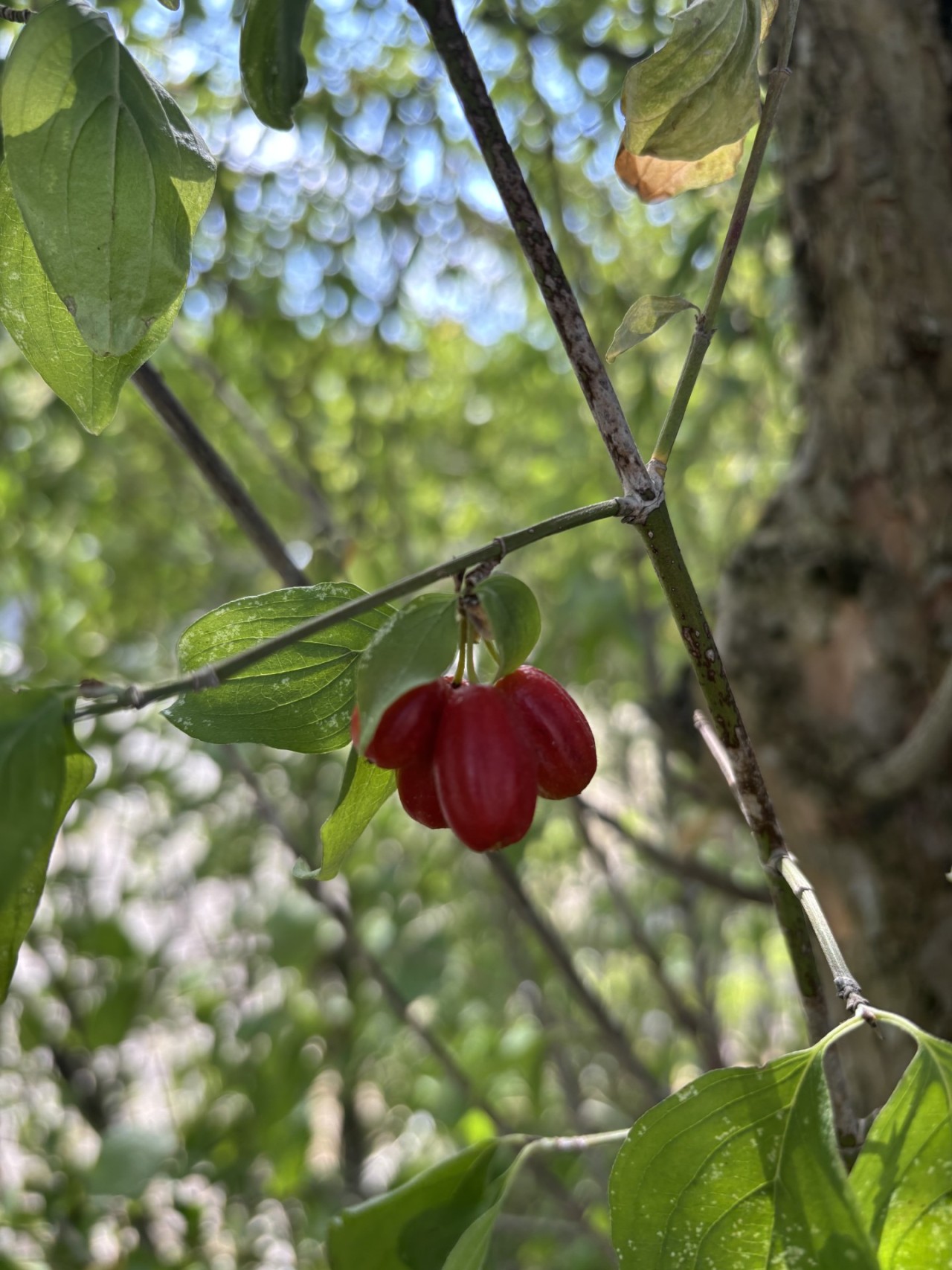 Nahaufnahme von Kornelkirschen.