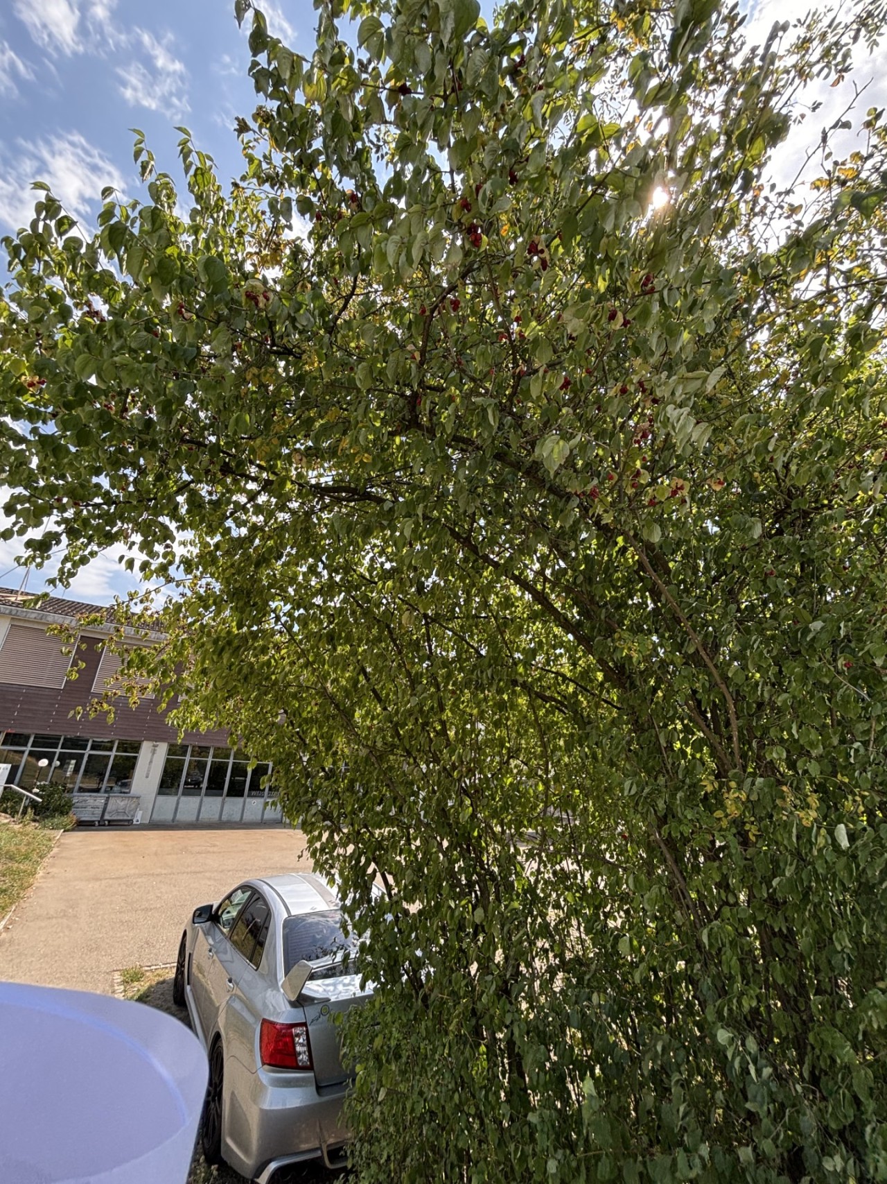 Kornelkirsche bei einem Parkplatz.