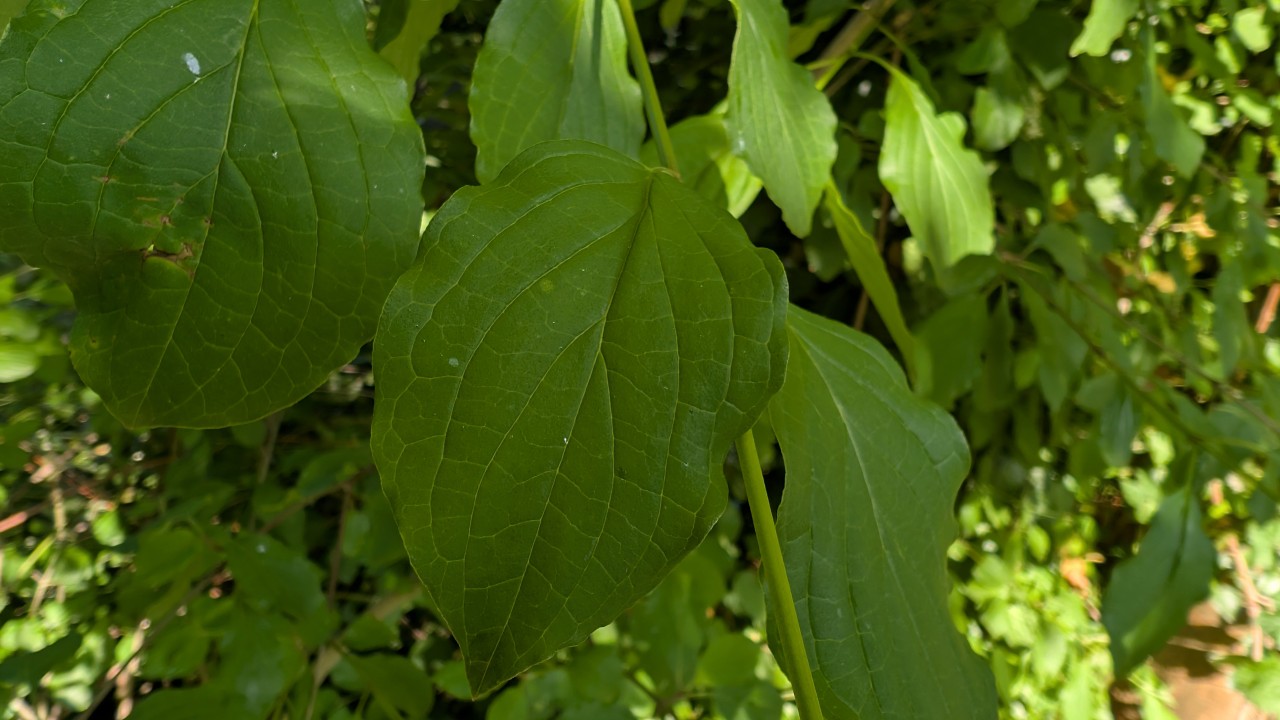 Blatt des Roten Hartriegels.