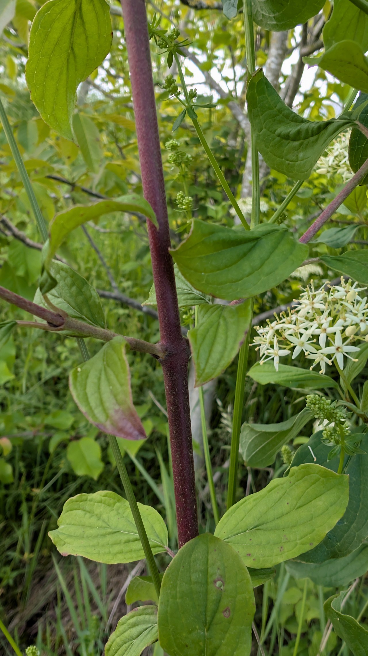 Trieb des Roten Hartriegels.