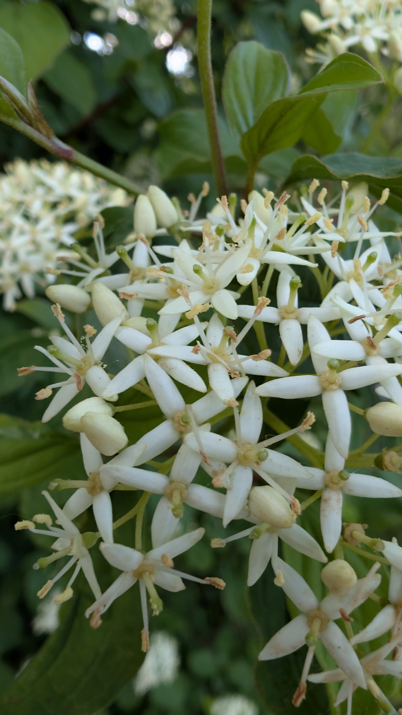 Blüten des Roten Hartriegels.