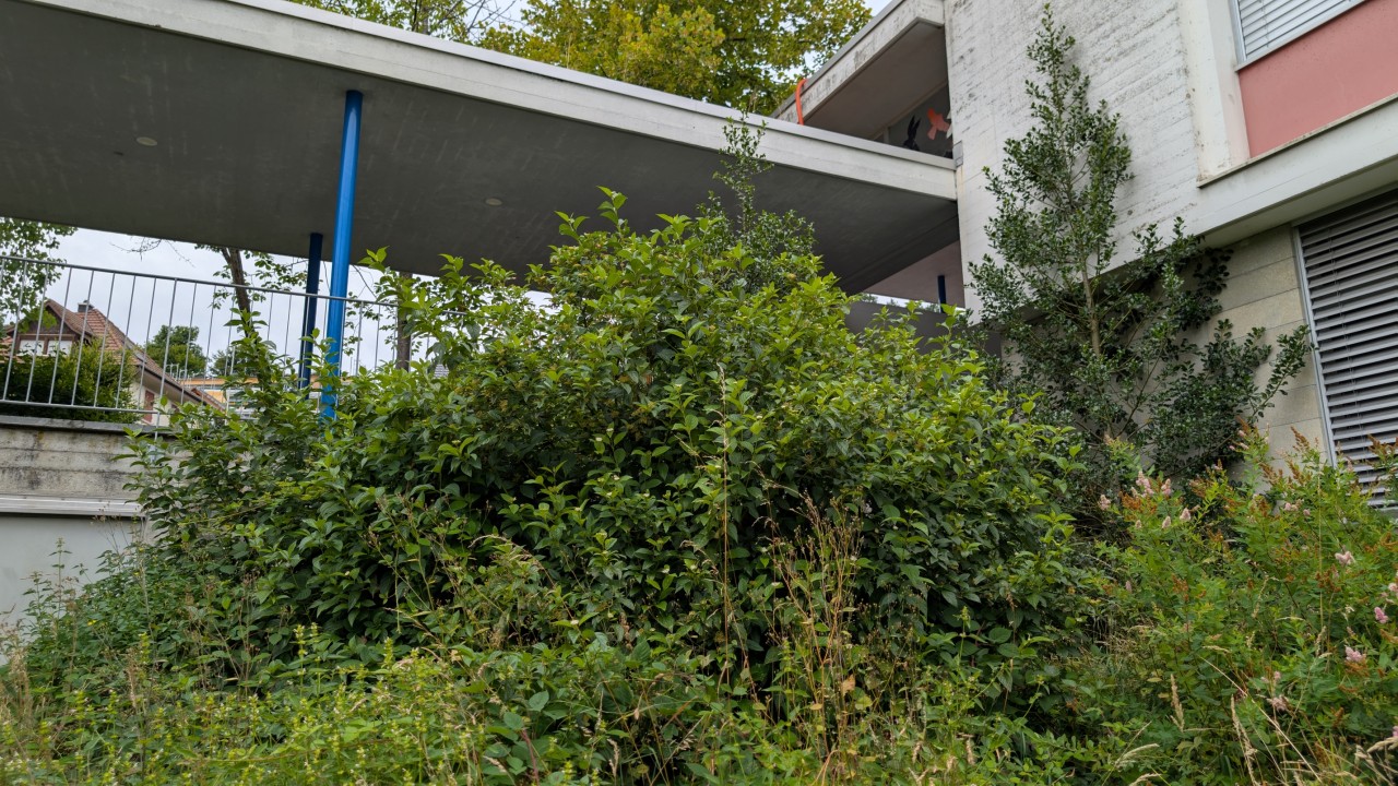 Seidiger Hornstrauch vor einer Schule.