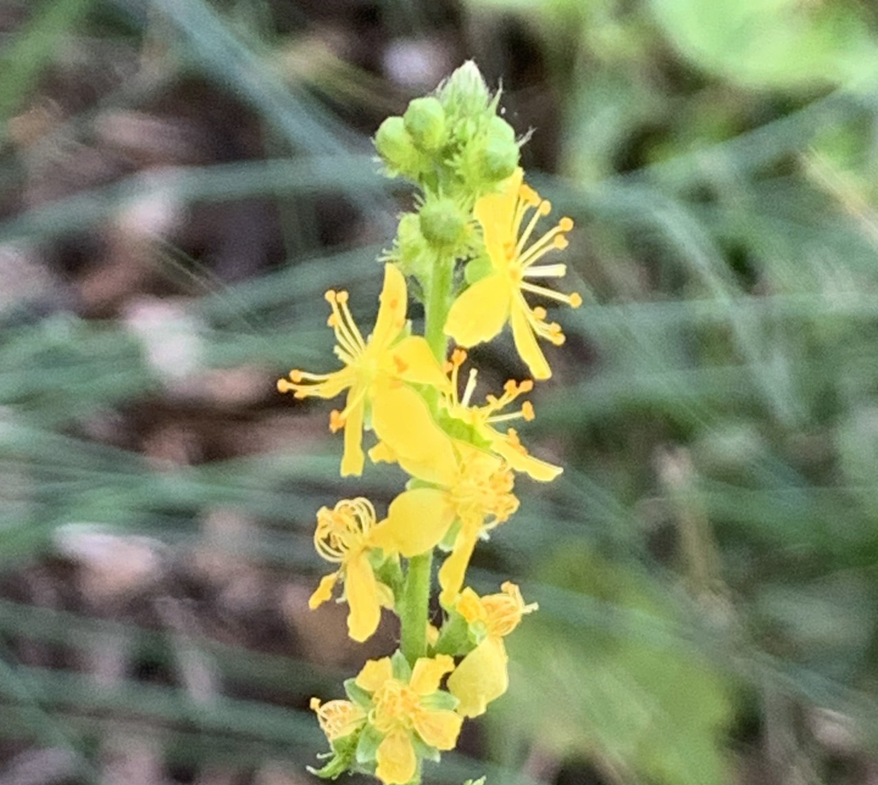 Gelbe Blüten des Gemeinen Odermennigs.