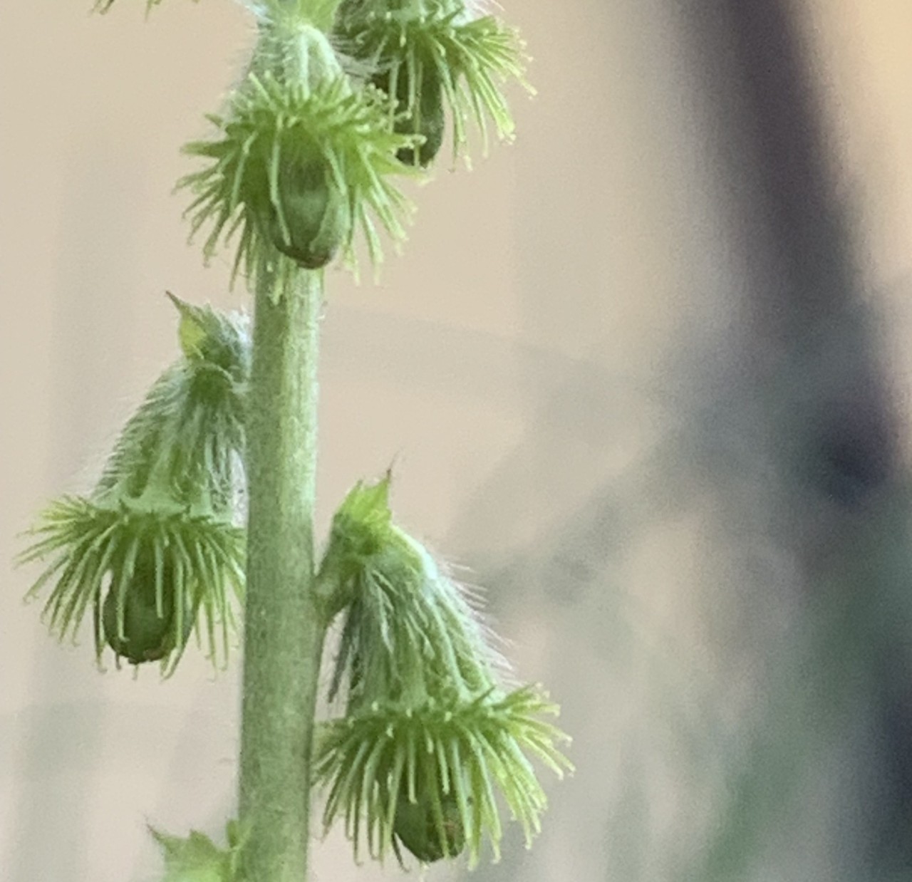 Noch geschlossene Blüten des Gemeinen Odermennigs.