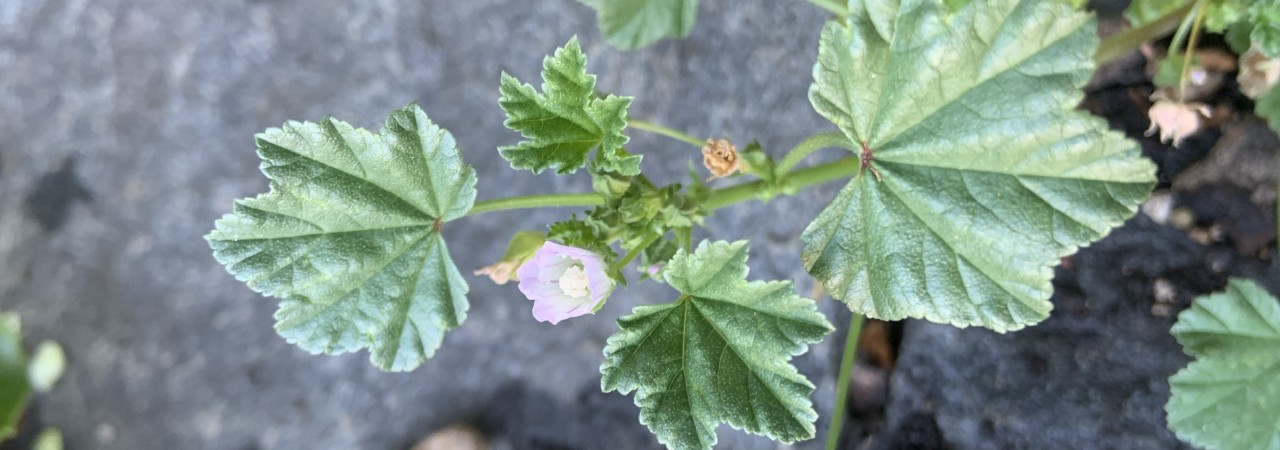 Kleine Malve mit einer Blüte.