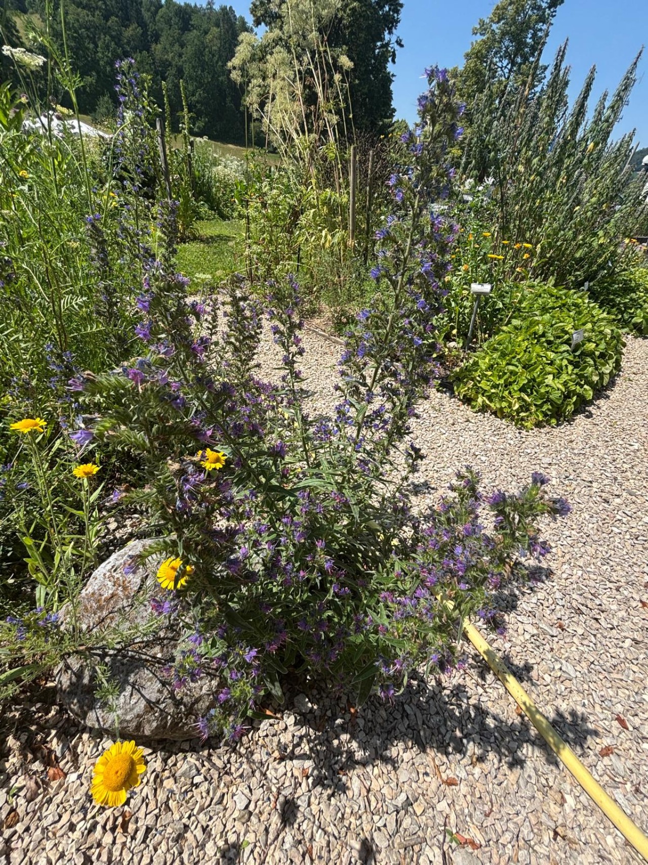 Natternkopf im Garten.