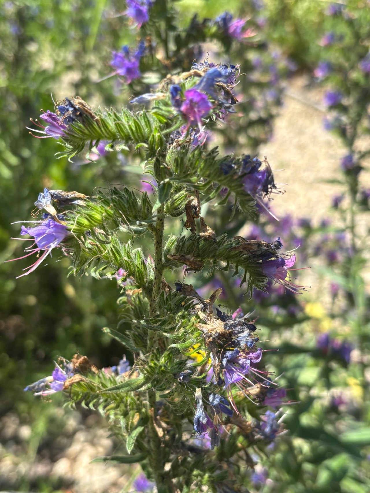 Blüten des Natternkopfs.