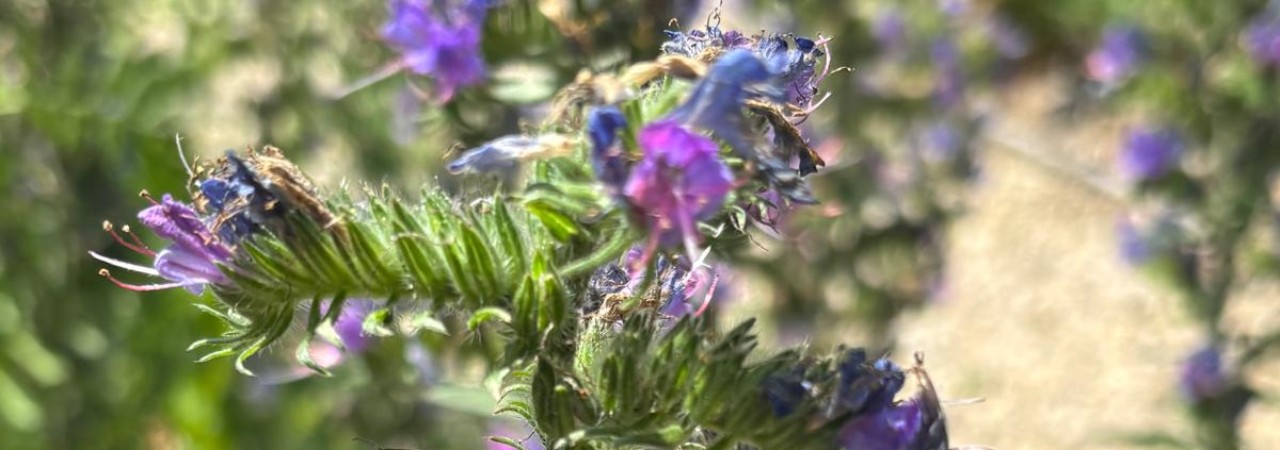 Blüten des Natternkopfs.