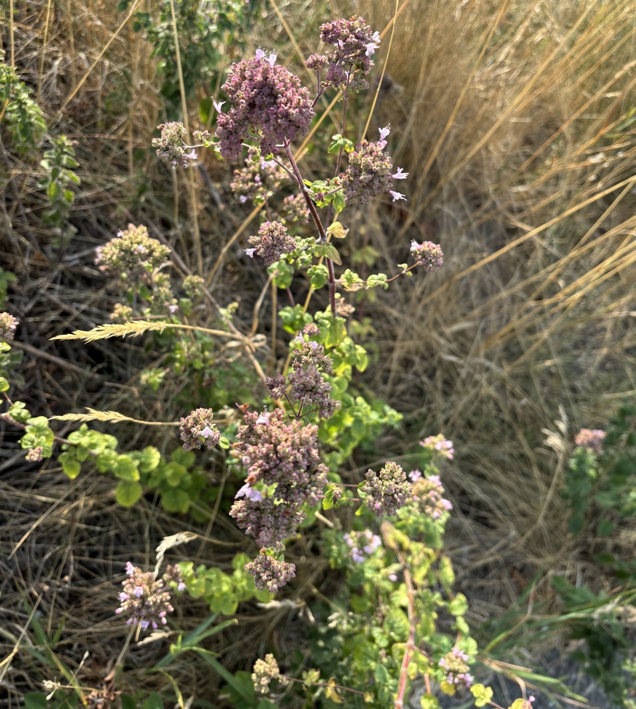 Oregano mit geschlossenen Blüten.