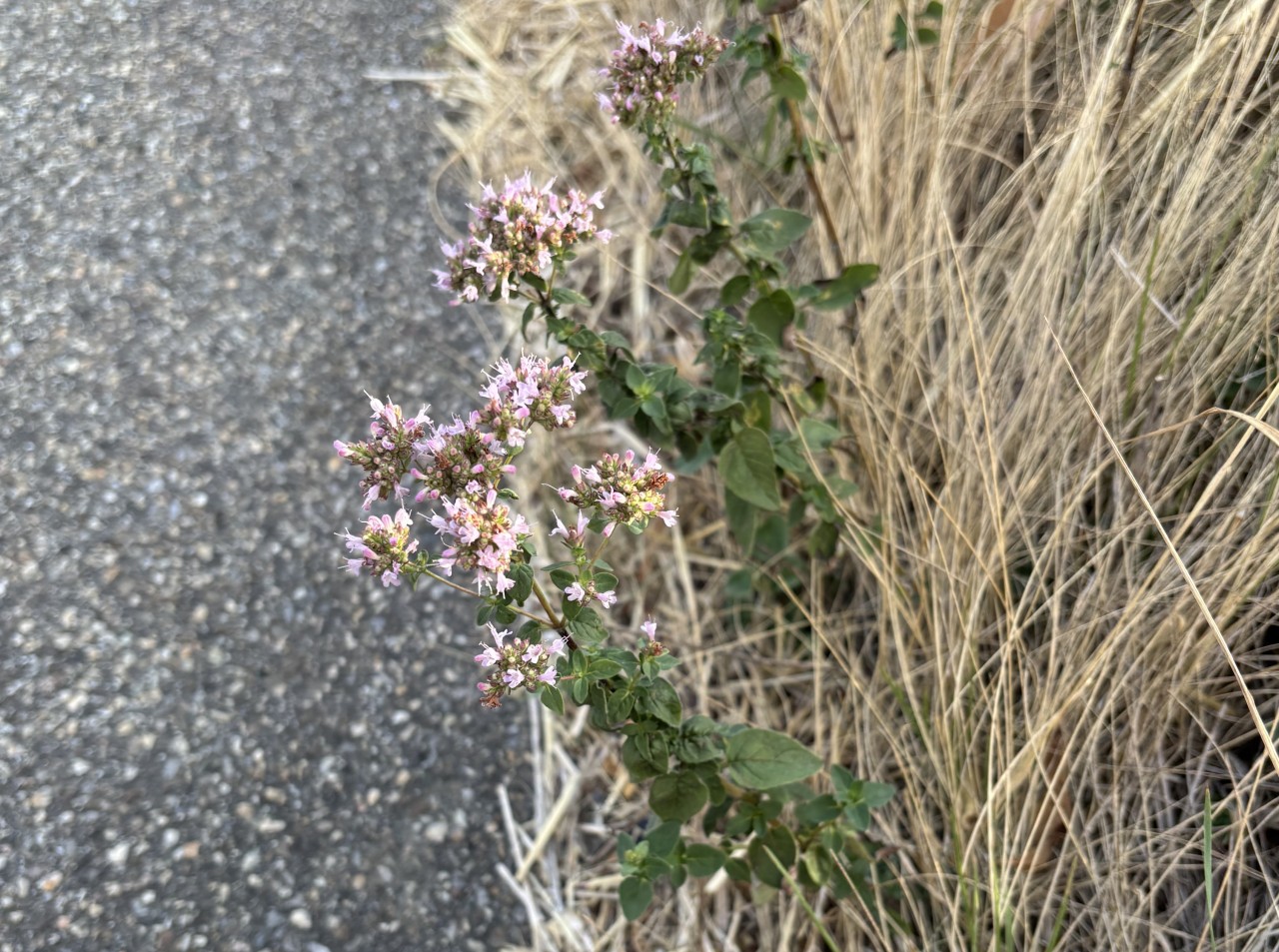 Blühender Oregano an einem Gehweg.