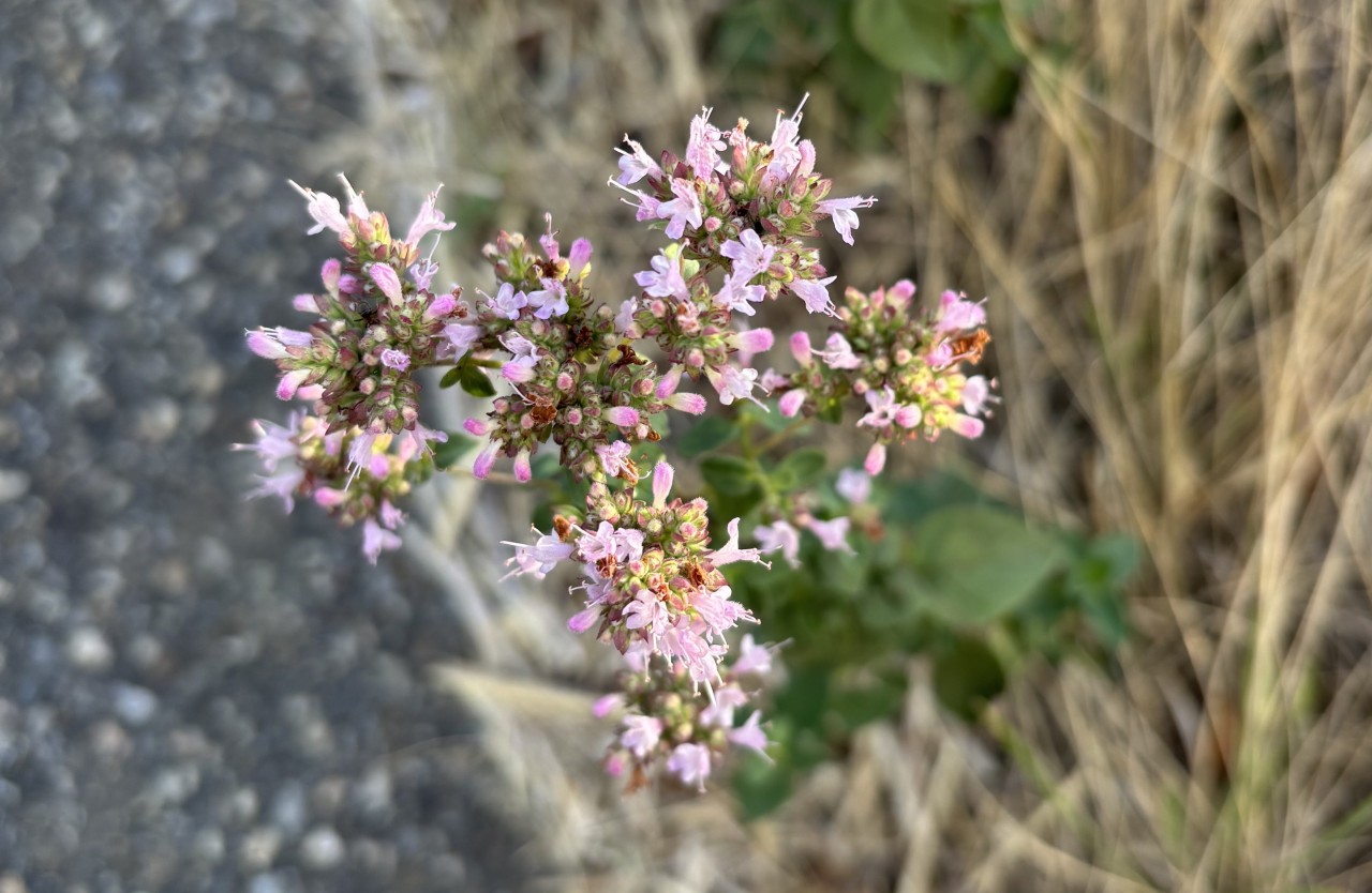 Rosa Blüten des Oregano.