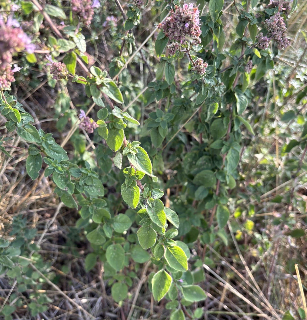 Die kleinen Blätter des Oregano.