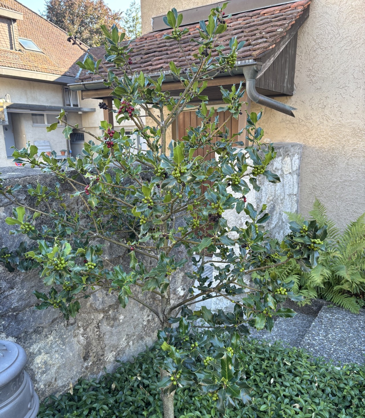 Eine Stechpalme vor einem Haus.