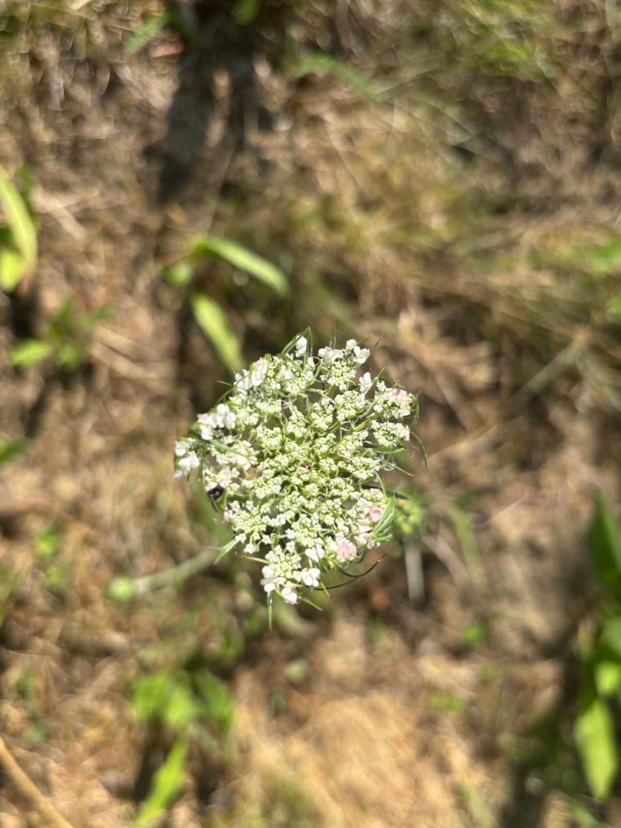 Offene Blüte einer Wilden Möhre.
