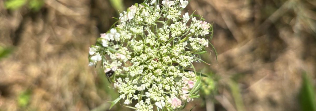 Offene Blüte einer Wilden Möhre.