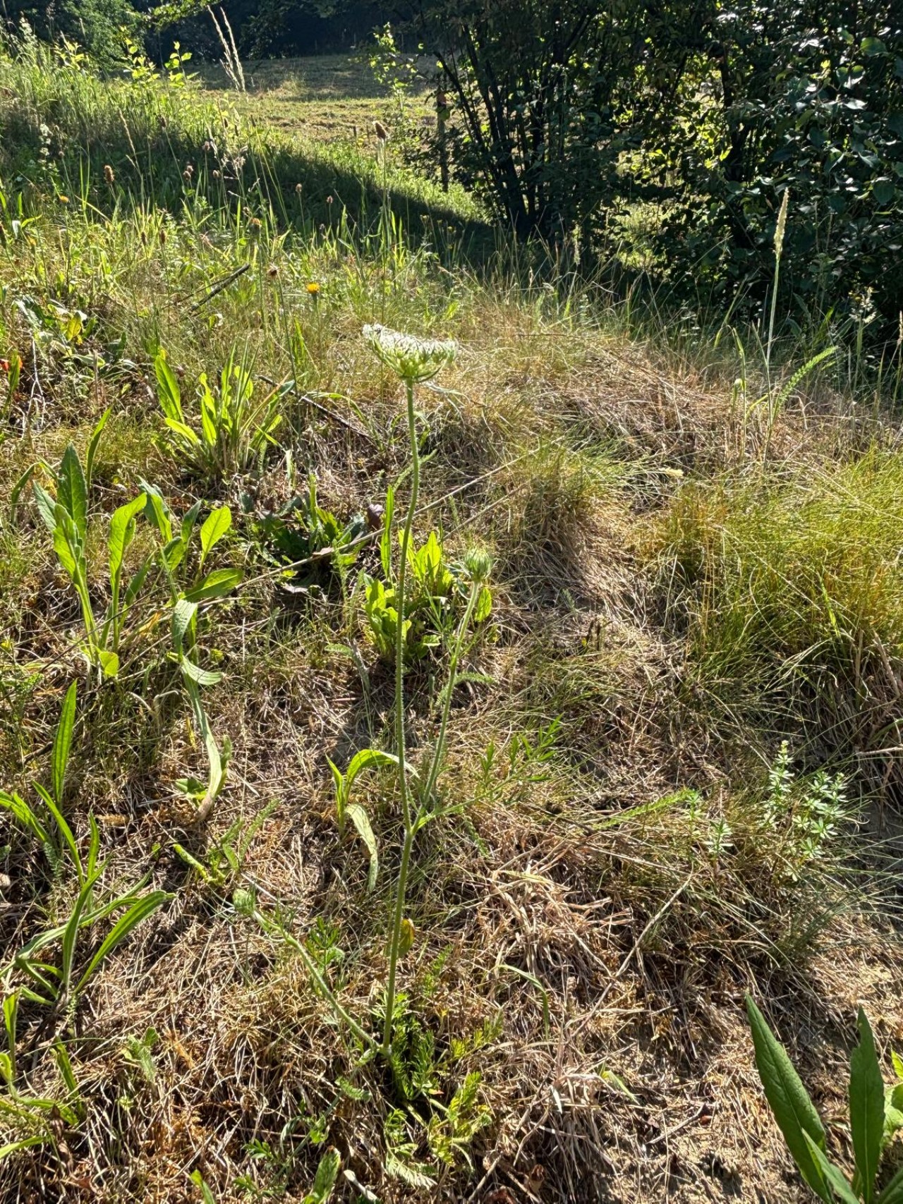 Wilde Möhre im Feld.