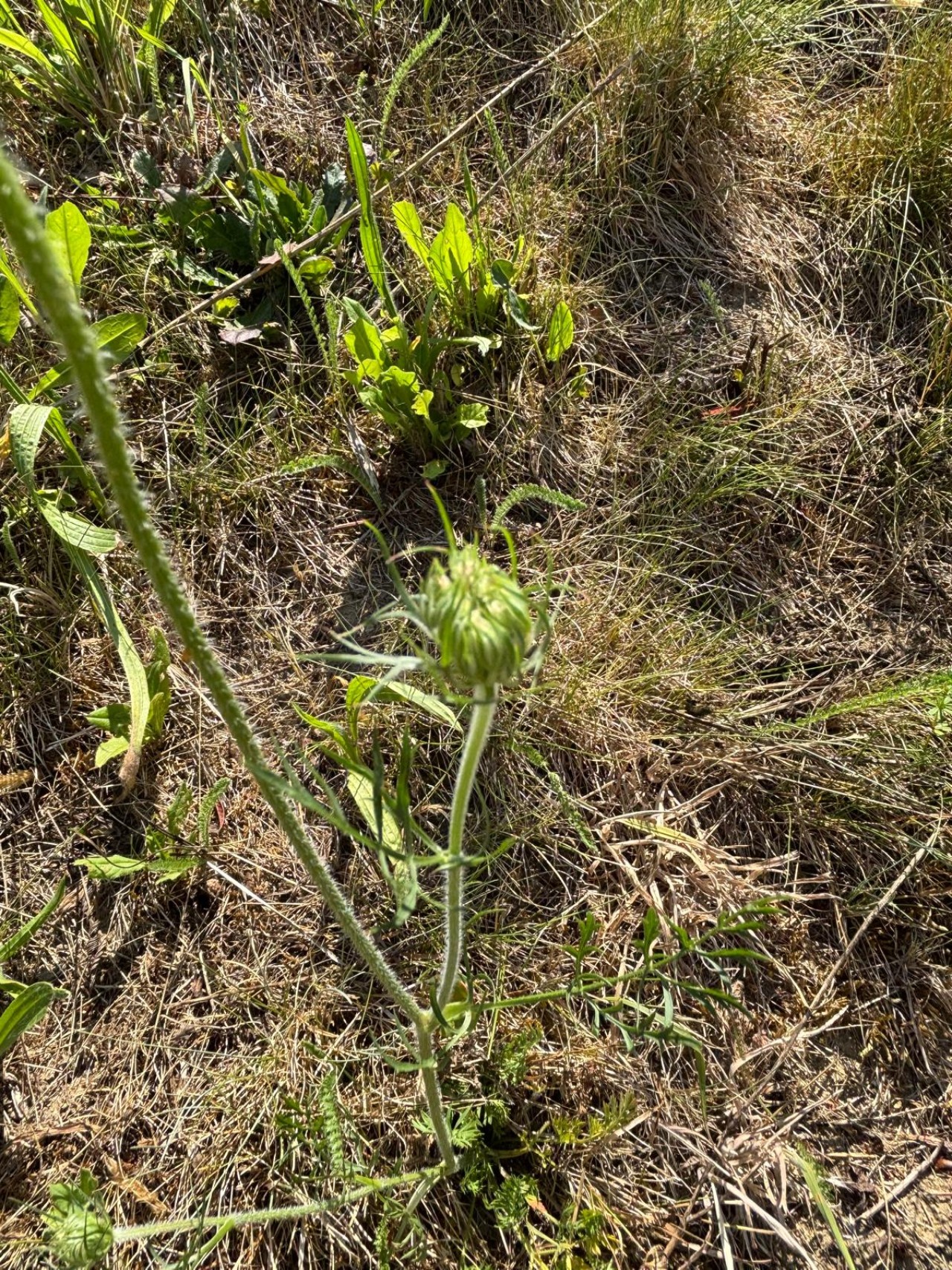 Geschlossene Blüte einer Wilden Möhre.