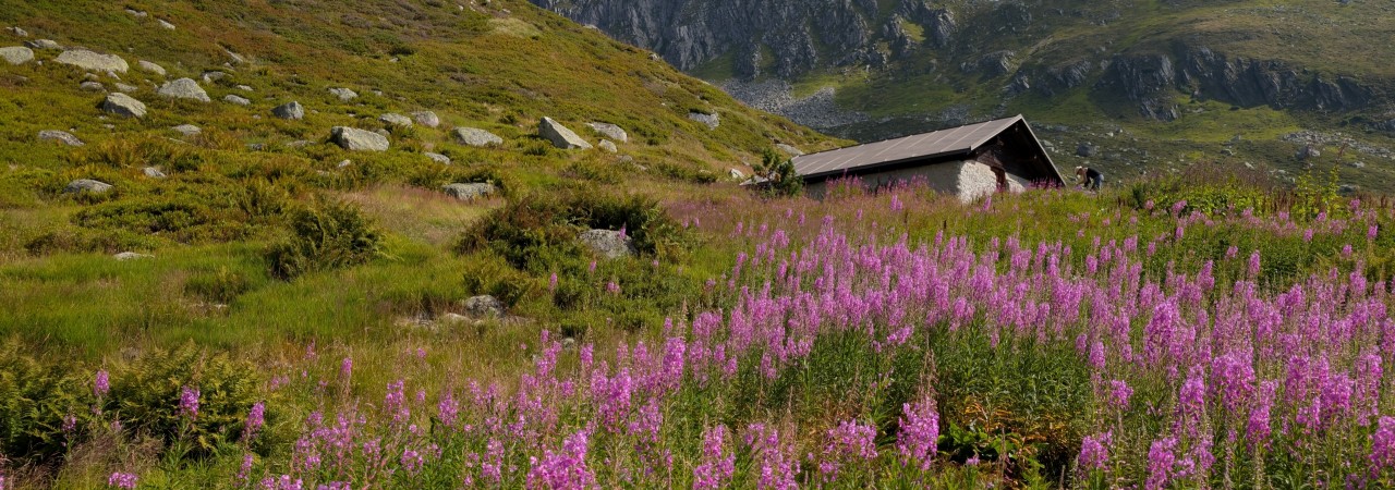 Grösserer Bestand des Schmalblättrigen Weidenröschens in den Bergen.