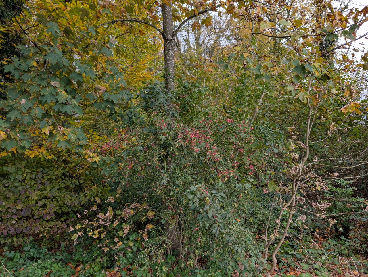 Gemeines Pfaffenhütchen im Wald.
