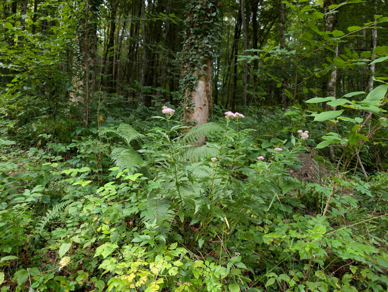 Wasserdost im Wald.