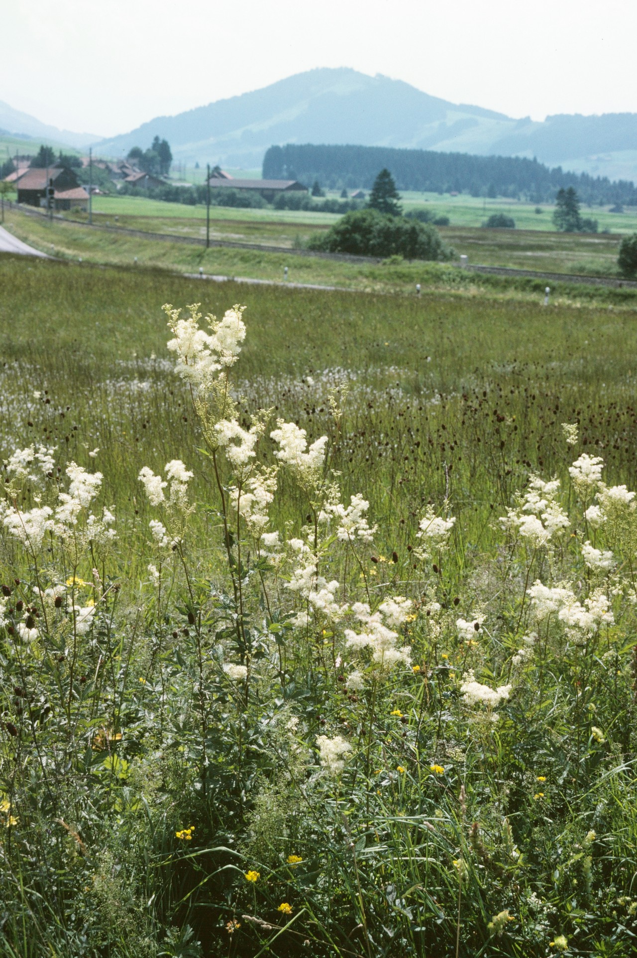 Echtes Mädesüss im Feld.