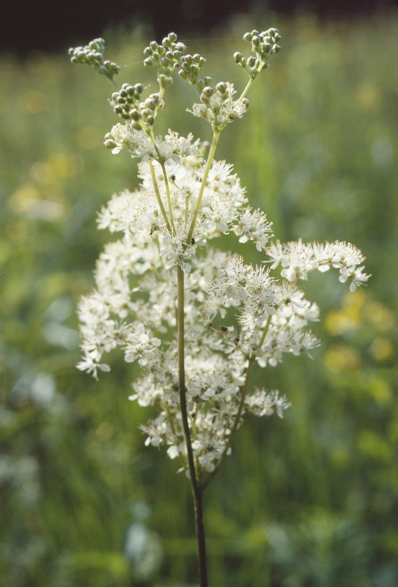 Weisse Blüten des Mädesüss.