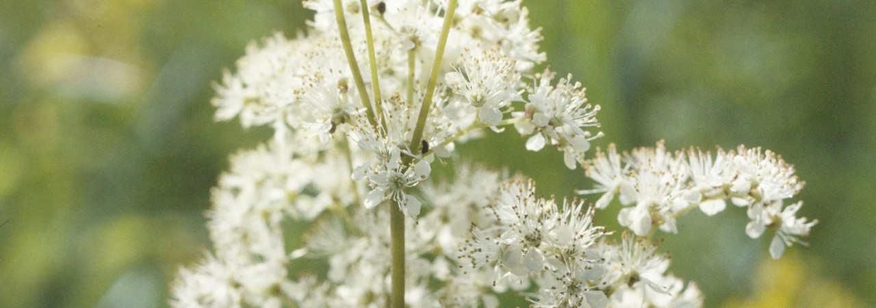 Weisse Blüten des Mädesüss.