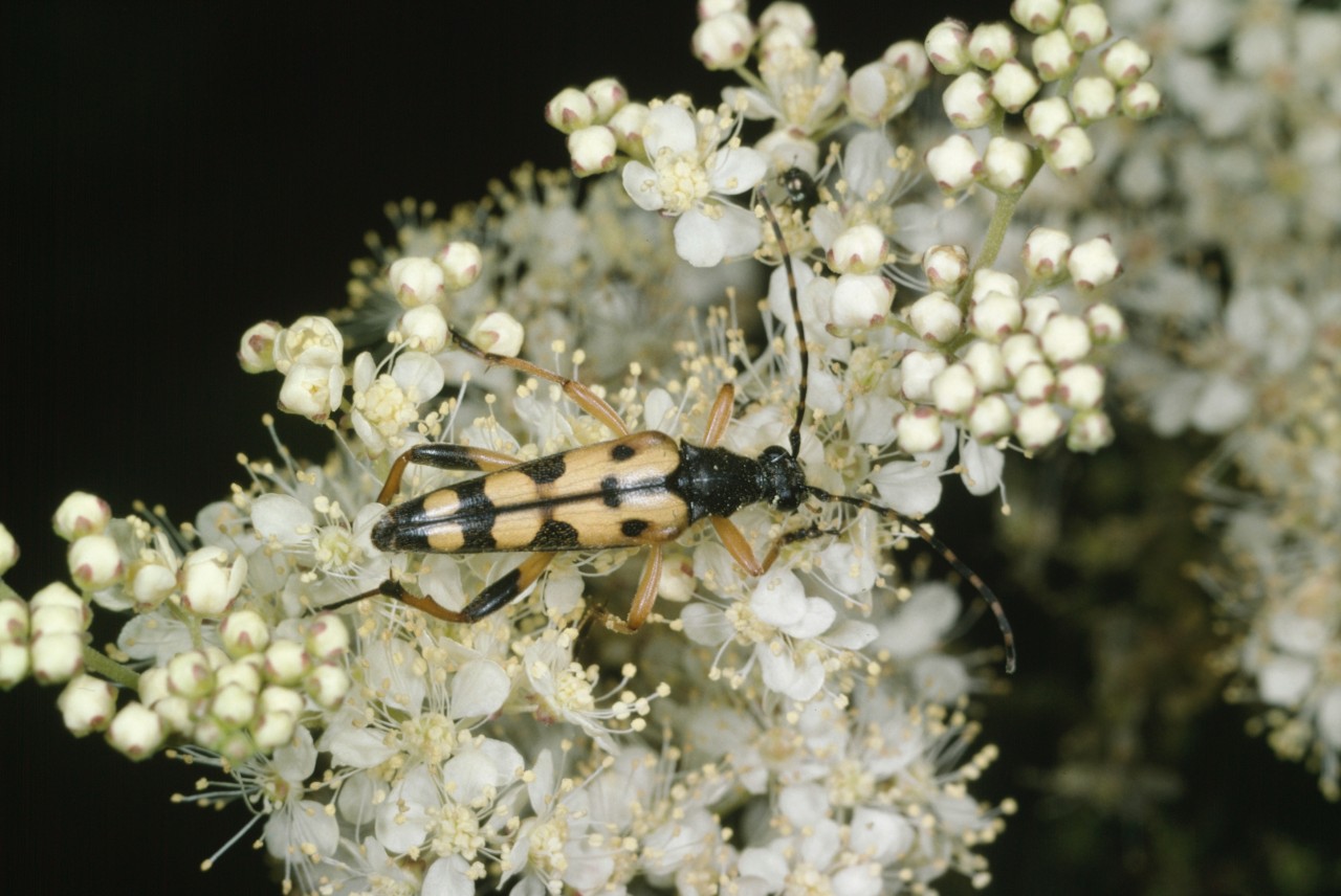 Nahaufnahme von Mädesüss Blüten mit einem Bockkäfer darauf.