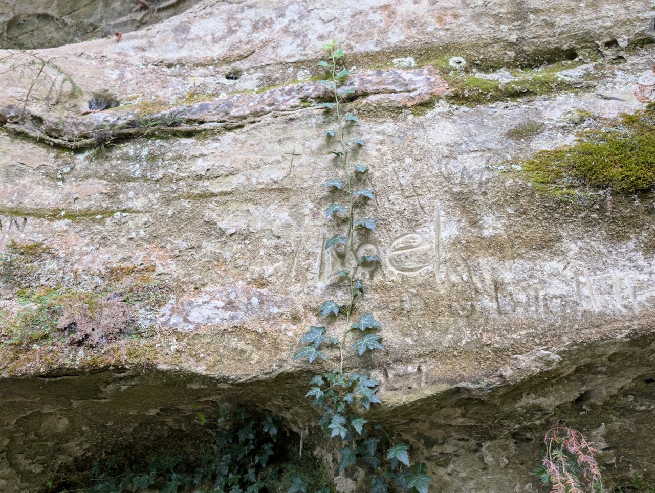 Efeuranke auf einem Stein.