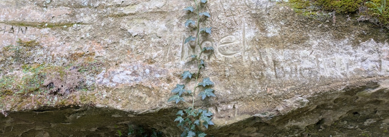 Efeuranke auf einem Stein.