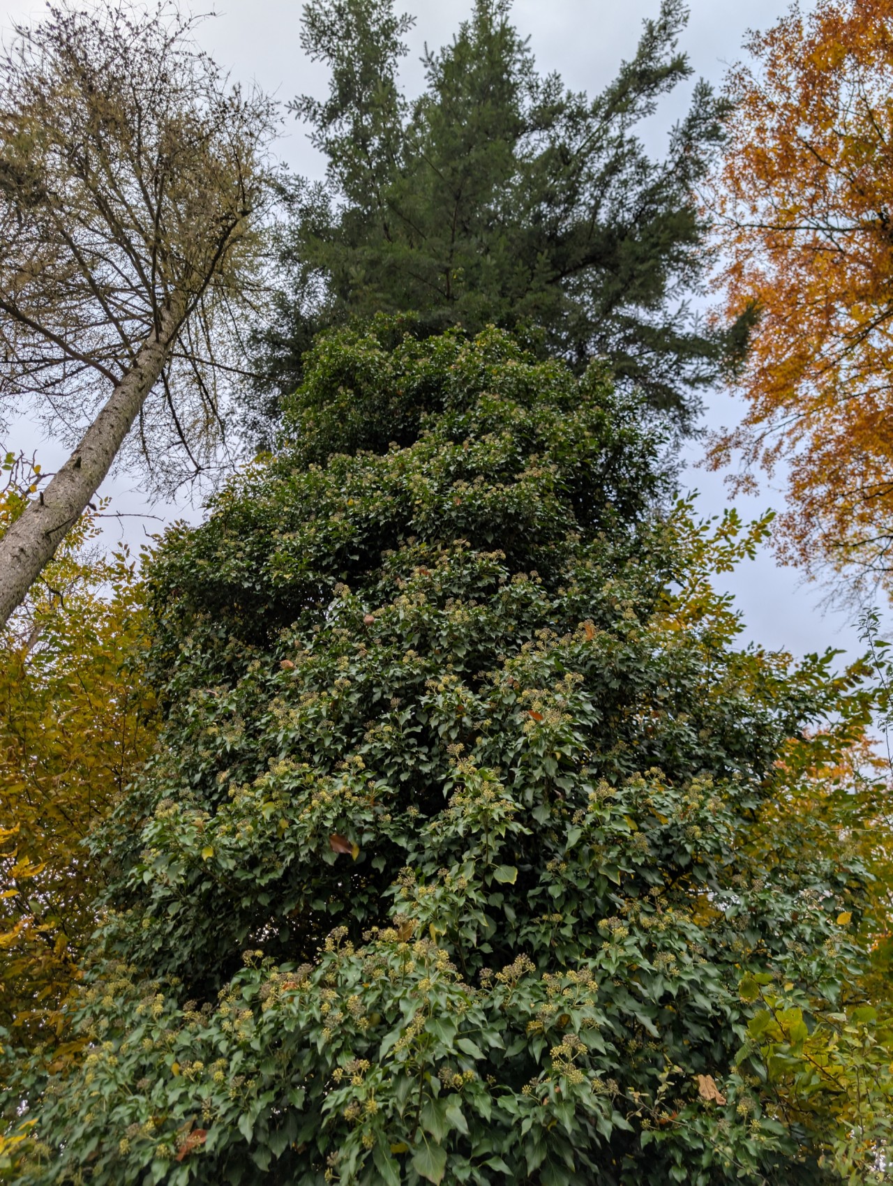 Blühender Efeu an einem Baum.