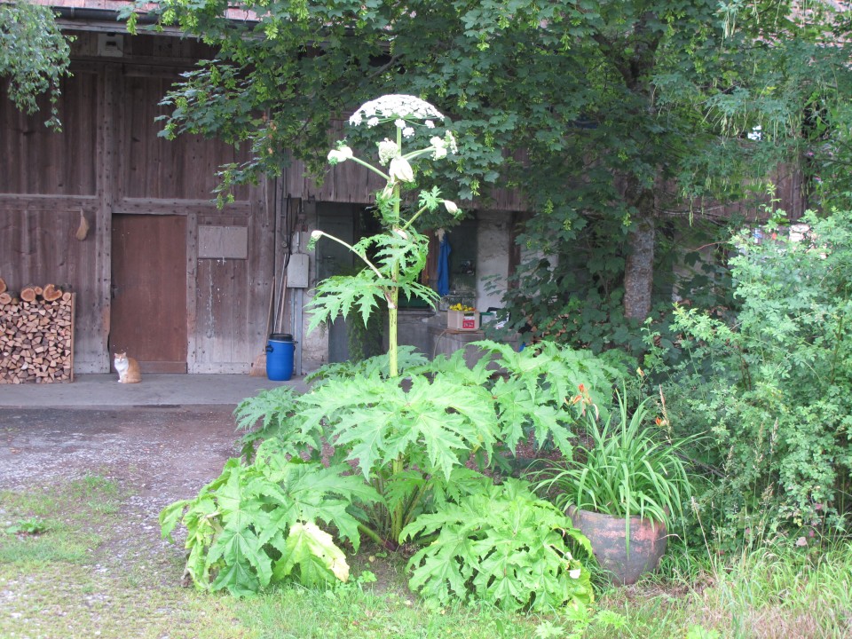 Giant Hogweed