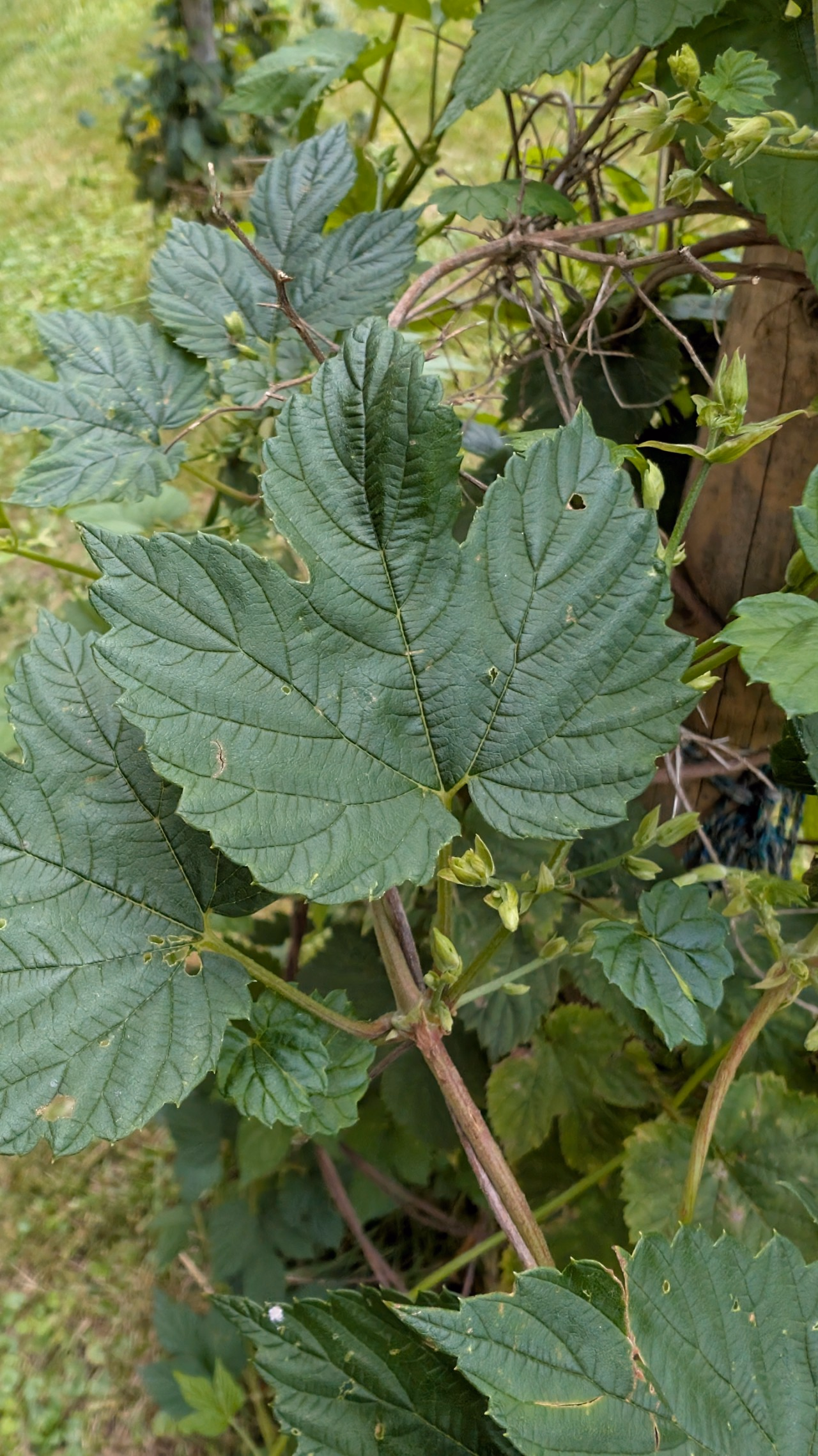 Blatt eine Hopfenpflanze.