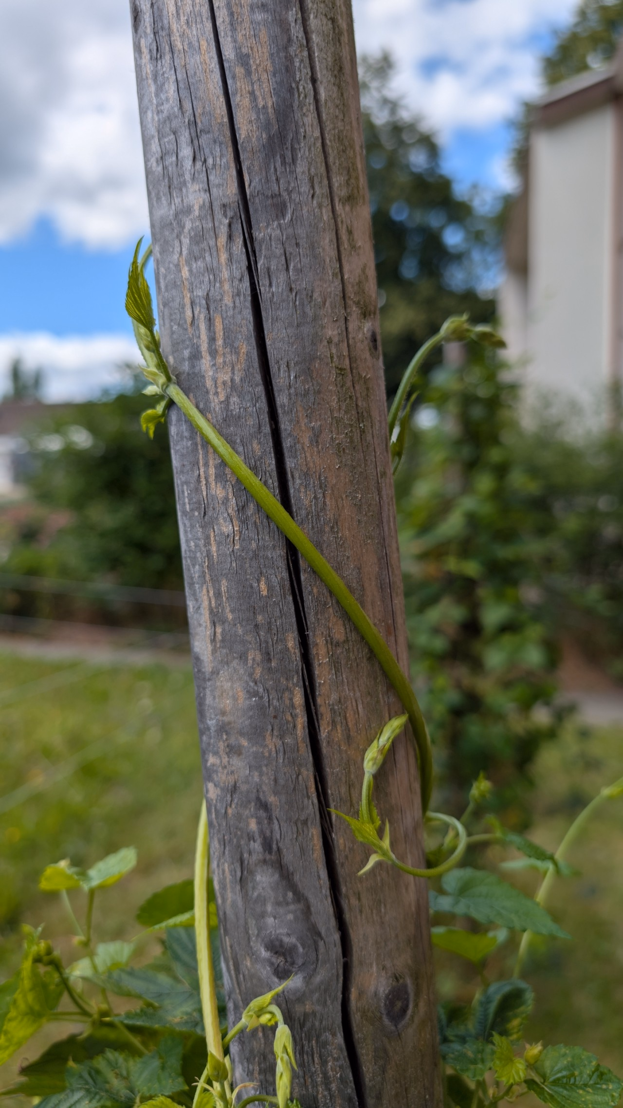 Sich um einen Pfahl windender Hopfen.