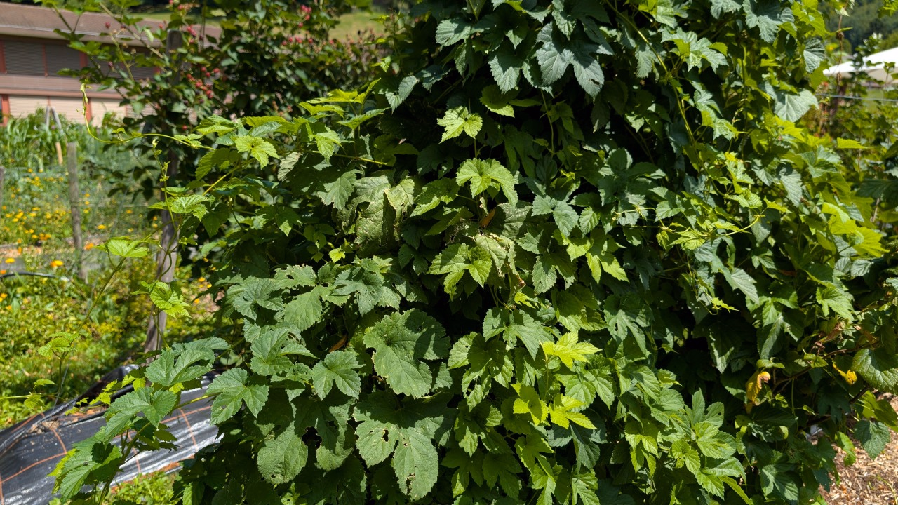 Hopfenpflanze in einem Garten.