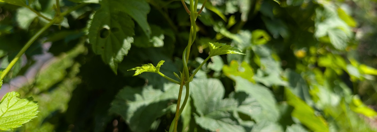 Sich selbst umschlingender Trieb des Hopfens.
