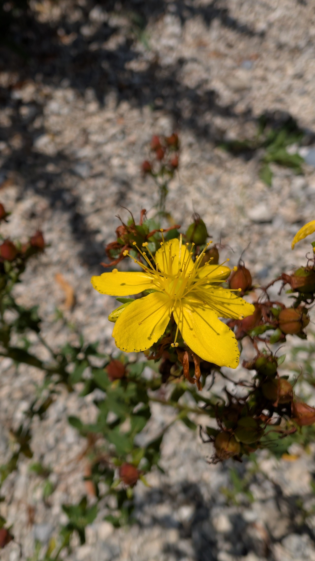 Nahaufnahme einer Blüte des Johanniskrauts.