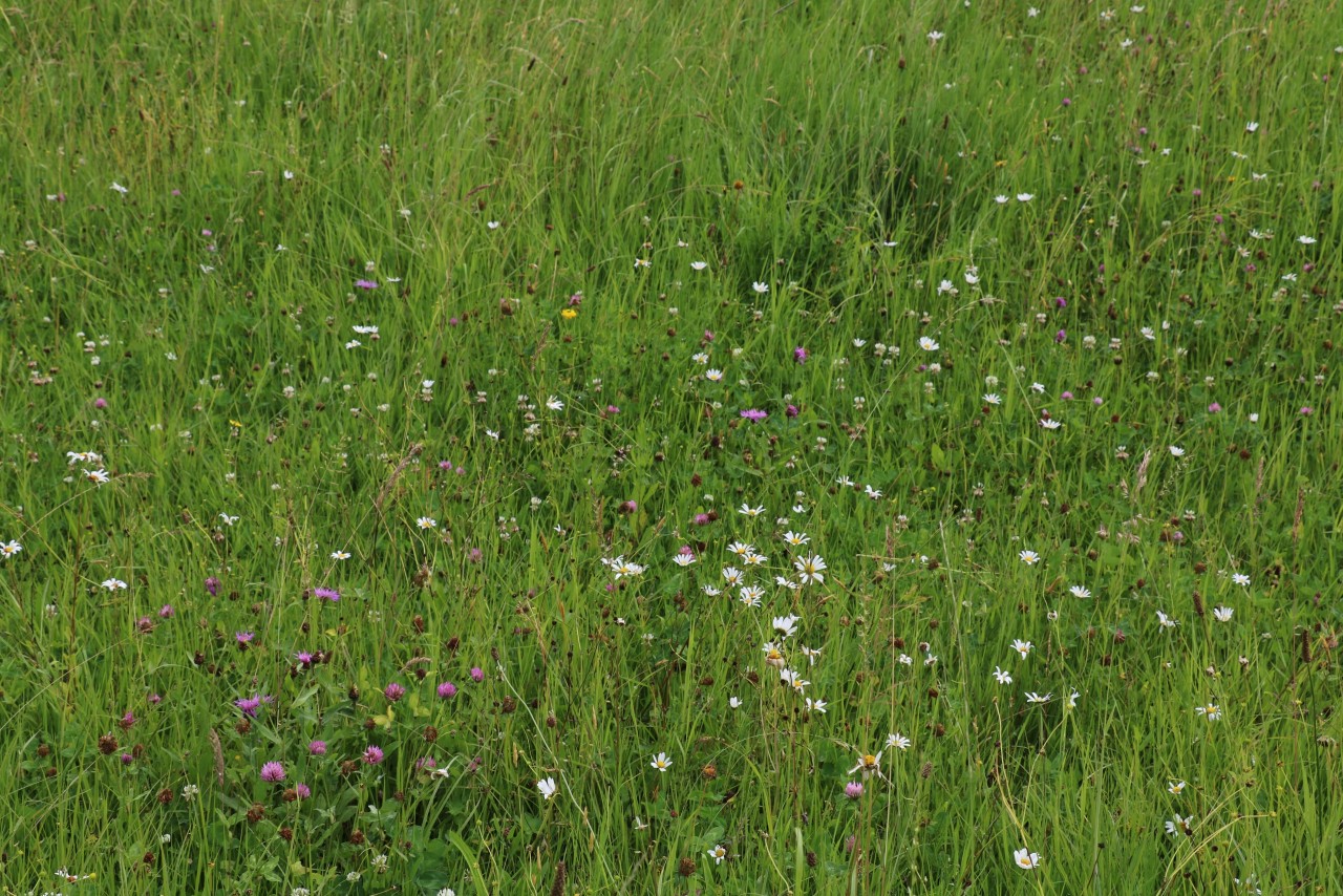 Wiese mit Wiesenmargerite.