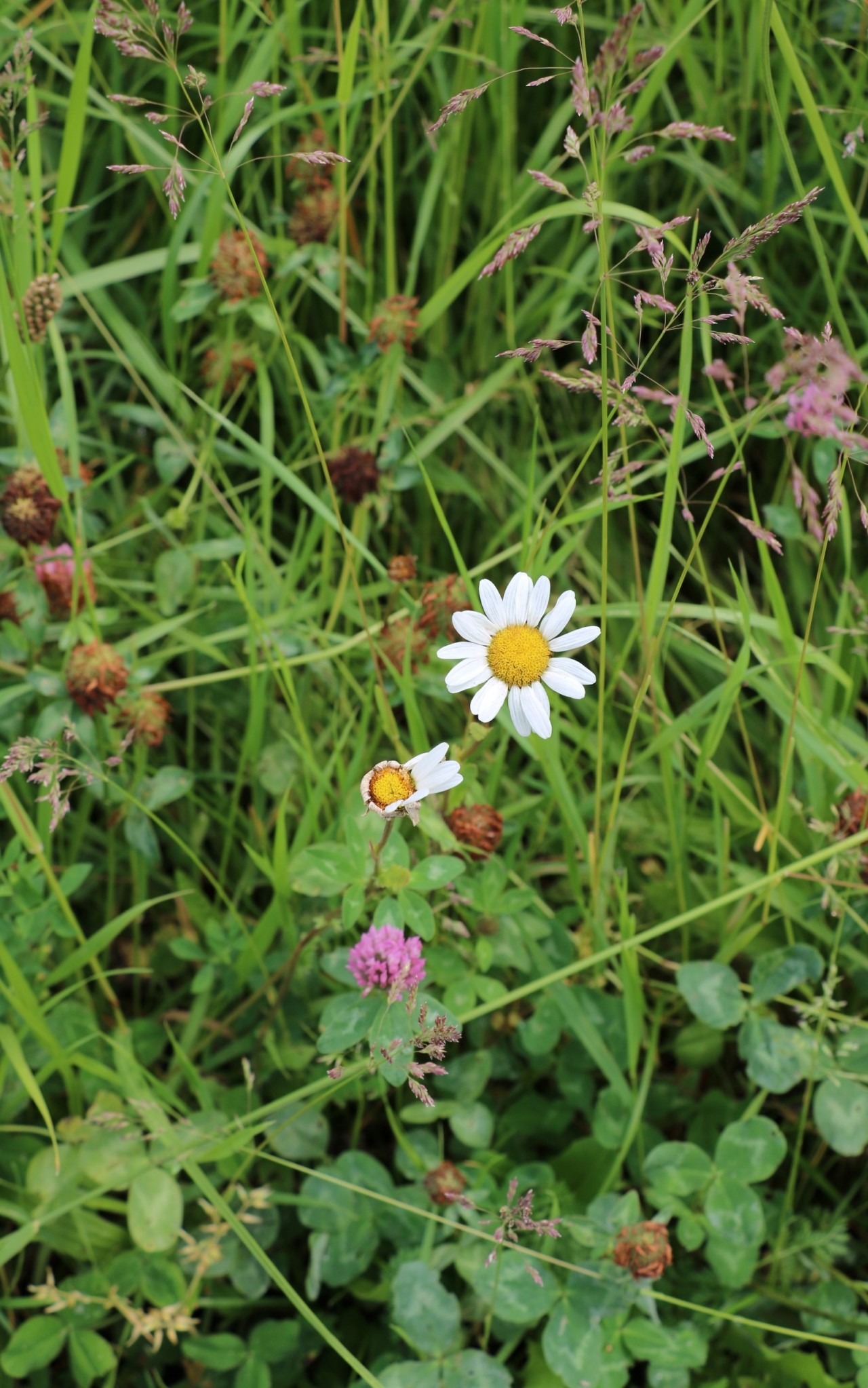 Blühende und verblühte Wiesenmargerite.