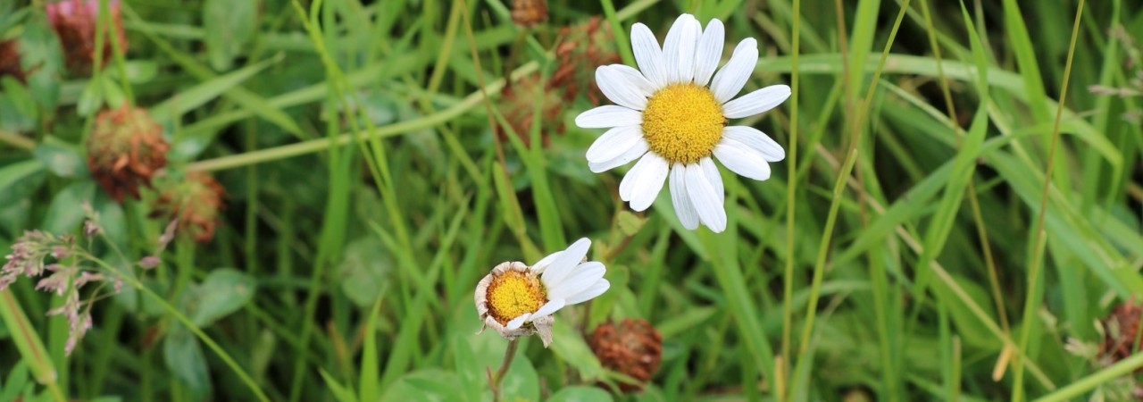 Blühende und verblühte Wiesenmargerite.