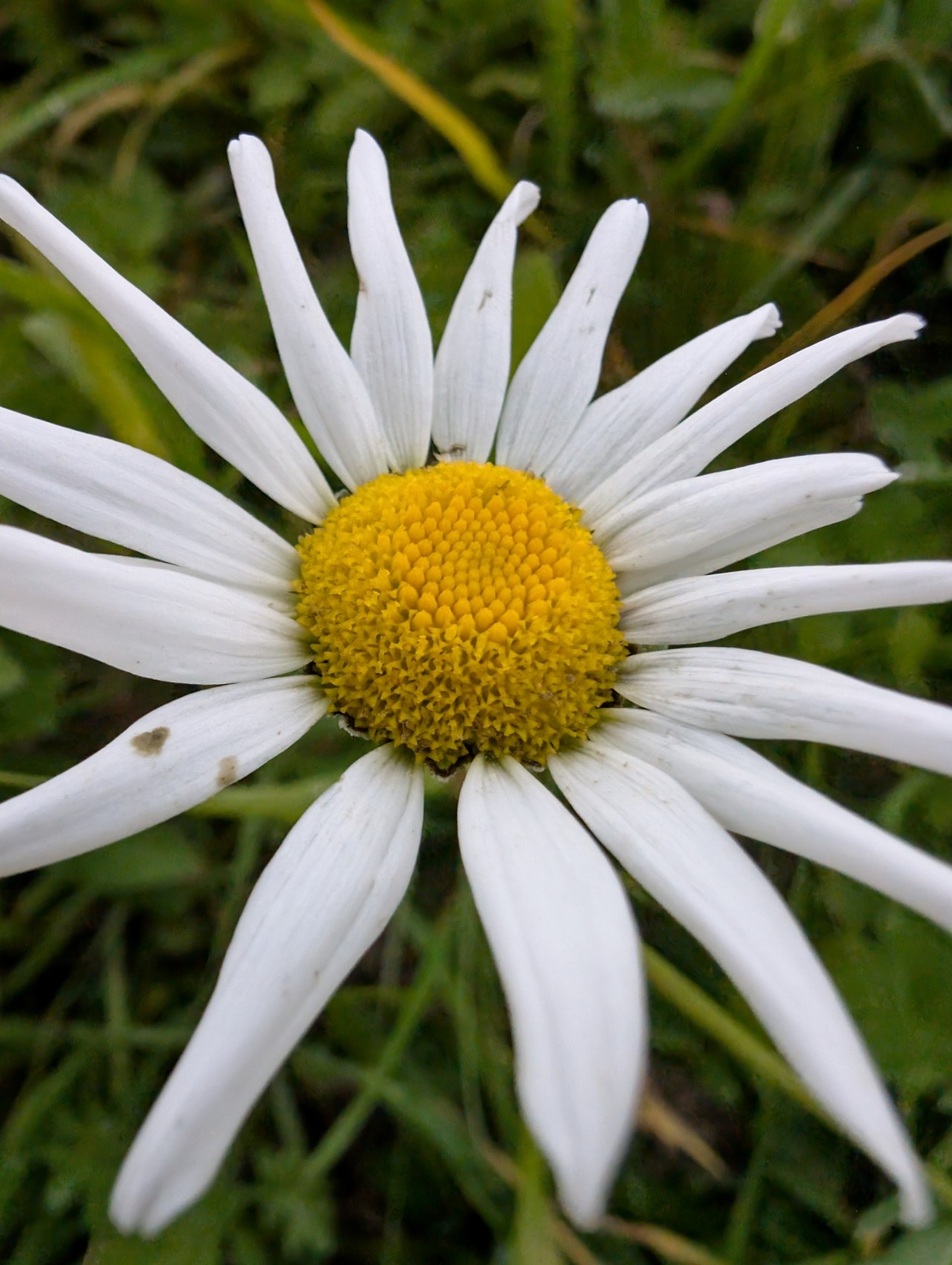 Nahaufnahme der Blüte der Wiesenmargerite.