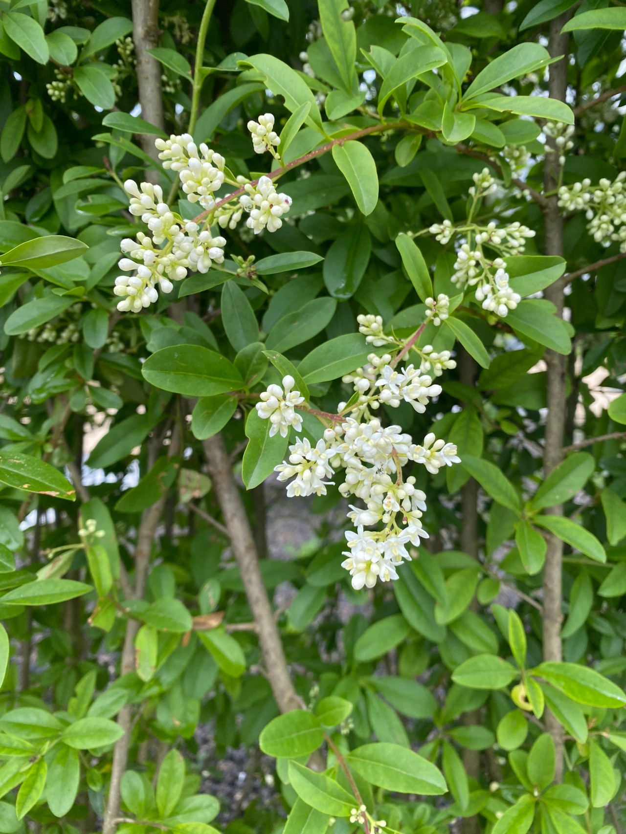 Blüten des Ligusters.