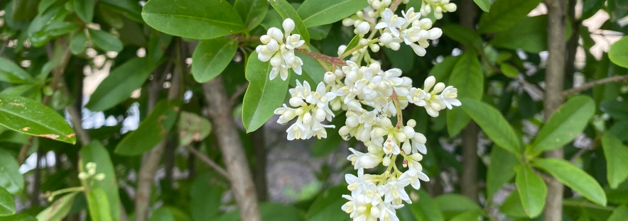 Blüten des Ligusters.