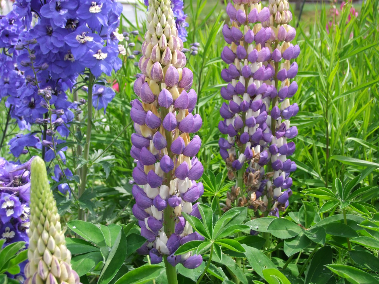 Vielblättrige Lupine im Garten.