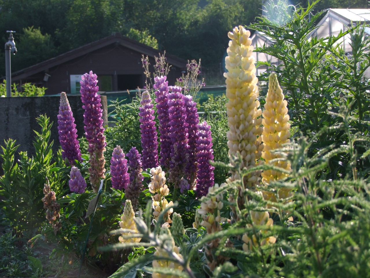 Verschiedenfarbige Lupinen.