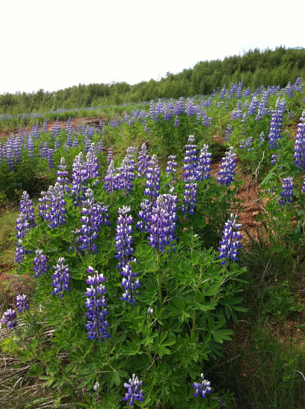 Feld überwachsen von Lupinen.