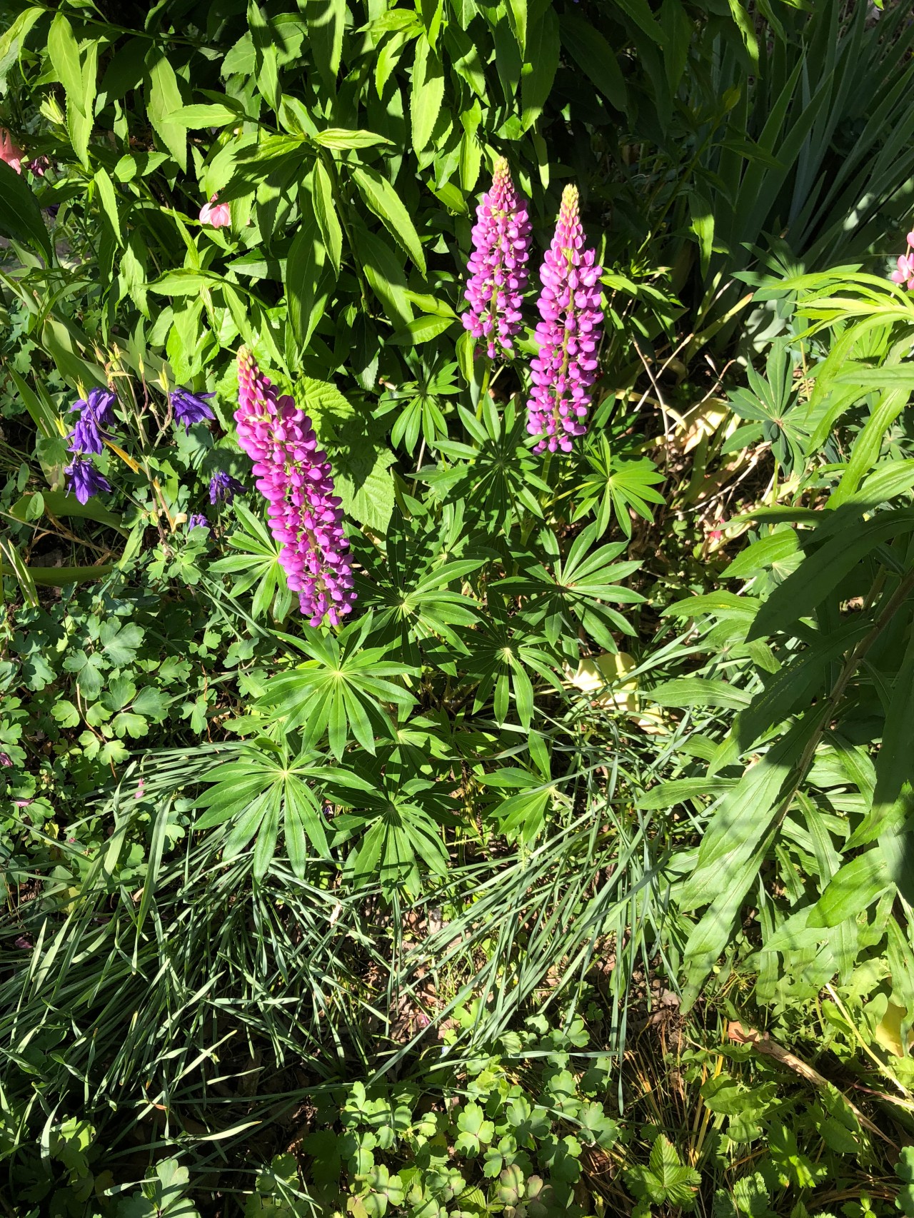 Verwilderte Vielblättrige Lupine.
