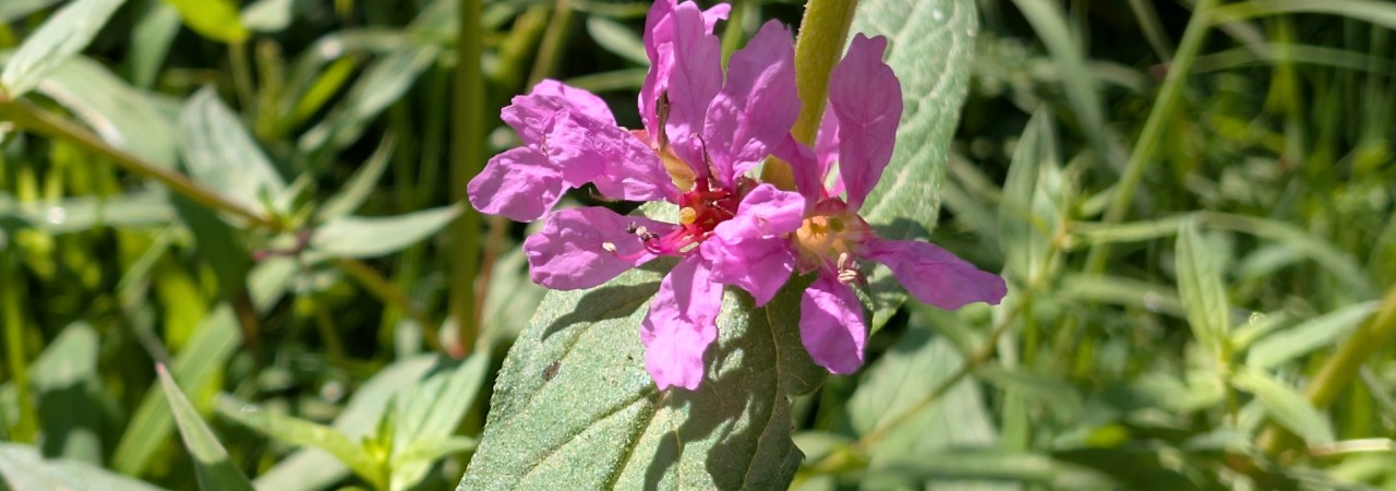 Blüte des Blutweiderichs.